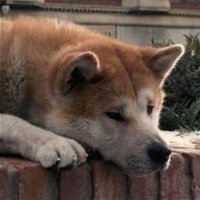Şürkü (@surkubsr) 's Twitter Profile
