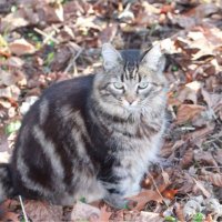 thomas christine (@thomasc93710886) 's Twitter Profile