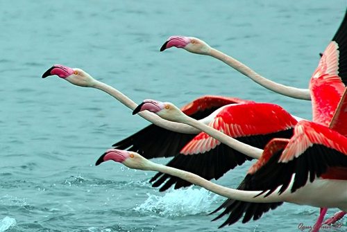 FlamingoFront's profile picture. I am an LA based music producer