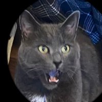 Canadian Guy 🇨🇦 (@thescotianguy) 's Twitter Profile