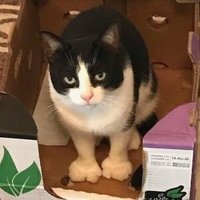 Marko S (@markowithak) 's Twitter Profile