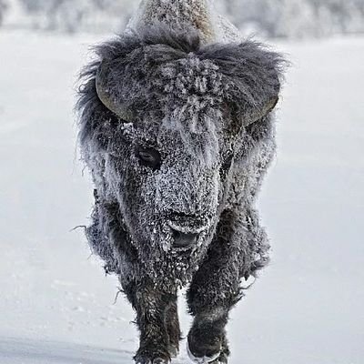 Kowarudo's profile picture. dying