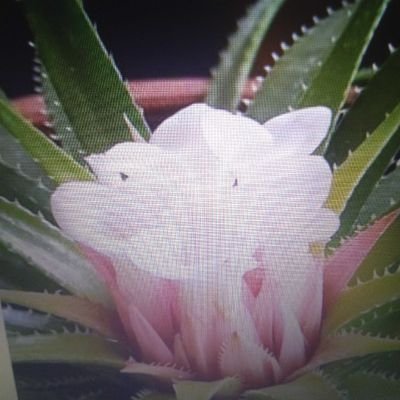 x7rak7or's profile picture. All is okay.