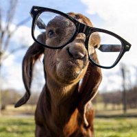 _o_cabra_da_peste (@nuno_mar) 's Twitter Profile