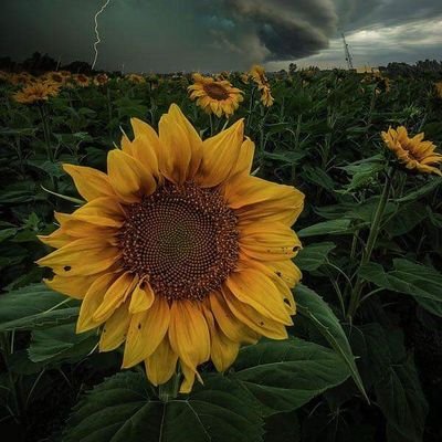 MiaVillareal6's profile picture. 