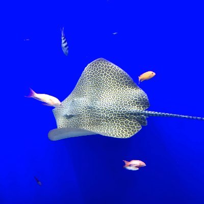 fpdotmonkey's profile picture. Some Idiot
he/him
@fpdotmonkey@social.linux.pizza