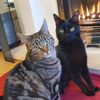 Dumbo And Thor (@dumbothor) 's Twitter Profile