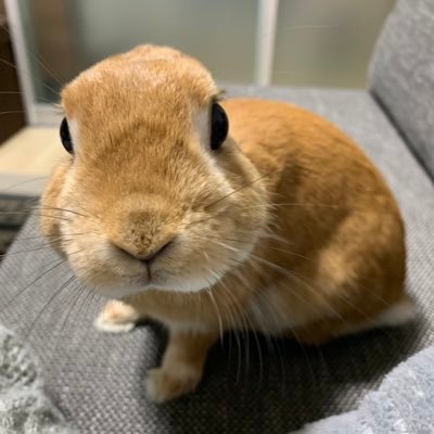 soyさんのプロフィール画像