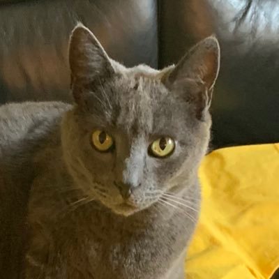 Cat Curmudgeon. “Oh the indignity!” Joined Twitter after January 20, 2021. Help me find my clowder by following and RT