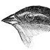 Finch 🐦 (@finch_in_flight) Twitter profile photo Finch 🐦 (@finch_in_flight) Twitter profile photo