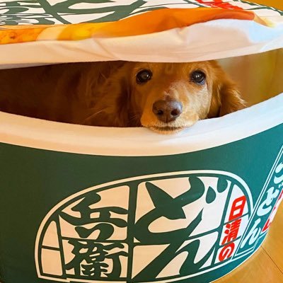 2010/4/15生まれ 尻尾 が短いから商品価値が無いと殺処分されそうになっていたママから生まれた尻尾が短いへそ天大好きなリリちゃんです🥰9歳で脾臓破裂、11歳で子宮摘出後一気に丸くなりダイエット中💦 無言フォロー失礼致します😅無言フォロー大歓迎です!令和5/09/21。13 歳5ヶ月で虹の橋🌈を渡りました。