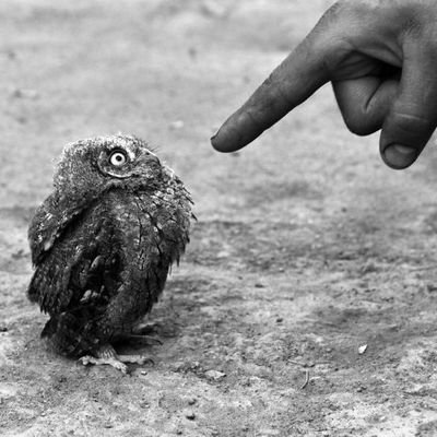 arthurdelgry's profile picture. nil satis nisi optimum