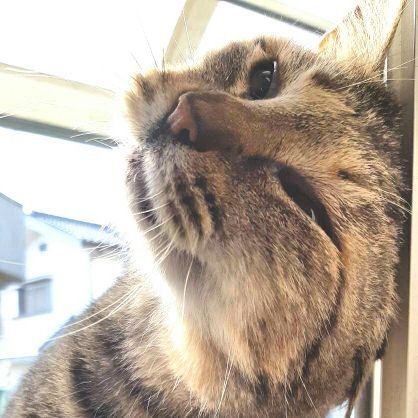 Hi, my name is Neko-ko(猫子).
東京郊外生まれ➡結婚➡出産・子育て➡TNR➡どっかの家庭のお庭➡どっかの家庭のサンルームに部屋を得たわ
写真は基本的に自撮り。
※たまに兄弟分のブランと黒猫のタンゴと手下も勝手に呟きます