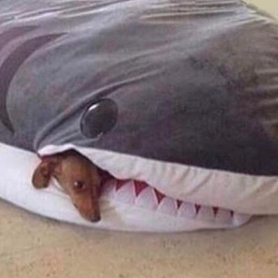 Esperto foi Noé que encheu seu barco de bichinhos.
Contato: DM 📩