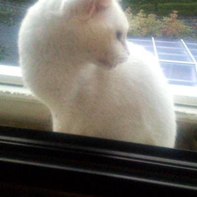 tundere1018's profile picture. ぐでたま 、推しの子、はっかったっの⤴︎塩⤵︎、 ︎テカリ犬、ヘタレ犬、ジャスティンヒーハー