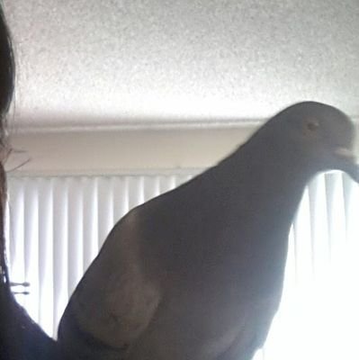 Formerly the account of Lofty Hopes Pigeon Rescue. 

Currently this account shares pigeon resources and adoptable pigeons in Nevada and the United States.