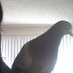 Las Vegas Pigeon Resources (@vegaspigeons) Twitter profile photo Las Vegas Pigeon Resources (@vegaspigeons) Twitter profile photo