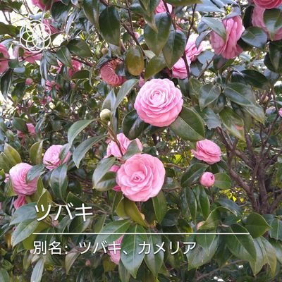 元内科の開業医です。日本の伝統や文化や歴史や自然を大切にして次の世代に伝えましょう。国の安全保障に関しては保守も革新も右も左もありません。日本の国土と平和は日本人自身で守る気概を持ちましょう。人権無視のワクチン強制とワクチンパスポートには断固として反対します。