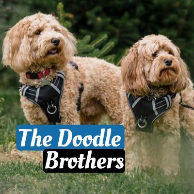 Two mini Labradoodle brothers, Marley and Fenway. We're goooood boys. https://t.co/ZUDZ26zKax