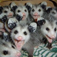 baby (@opossumluvr98) 's Twitter Profile