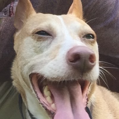 MLBoxing's profile picture. 