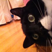 Stephanie C. (@stephietoxin) 's Twitter Profile Photo Stephanie C. (@stephietoxin) 's Twitter Profile Photo