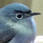 vsお前 (@u0frdnxtilpbbr3) 's Twitter Profile