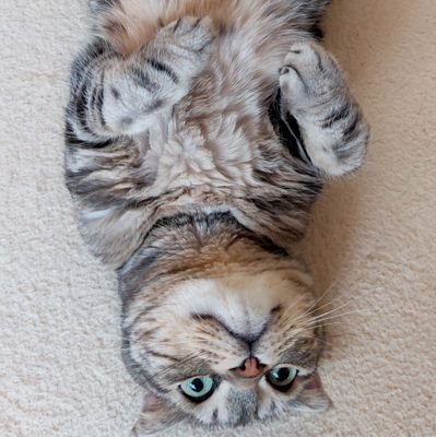 mmms_agri's profile picture. 果樹園つくりたいITエンジニア。放棄地をせっせと開拓して49本、古民家購入してリノベ＆開拓して34本。
サイドFIRE | マイクロ法人 | フリーランス | 不動産投資 | QQQ | S&P500 | 猫 | 筋トレ | ピアノ
【目標】
大型犬