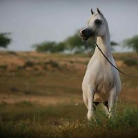 meydanstud (@meydanstud) 's Twitter Profile