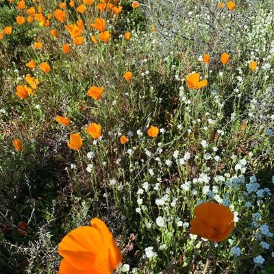 VirgoSegapod's profile picture. 