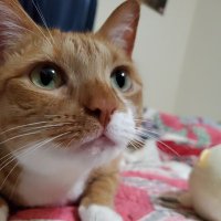 Cheesar 🧡 Annie (@cheesarbean) 's Twitter Profile Photo Cheesar 🧡 Annie (@cheesarbean) 's Twitter Profile Photo
