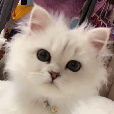 起業もしてる総合診療医、の仮面を被った白ネコ🐈全部自分で診なくたっていいじゃない。自分より優秀な人は沢山いますから。経営も人生もSRPGみたいに楽しんでます✨2022年クリニック開業予定🐱