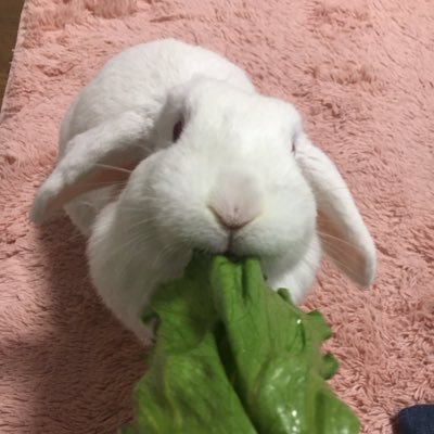 🐰🐸🦎🦎🐢うさぎの飼育初心者です。ホーランドロップ のアルちゃん！いちご🍓大好きな女の子！1歳です！他にもアカハライモリとスッポンさん飼ってます✌︎('ω'✌︎ )レバノンの国旗は模様が可愛いのでよく使っています。無言フォローすみません🙇‍♀️