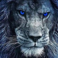 Lion 21M 🧡🗽 (@cryptolion16) 's Twitter Profile