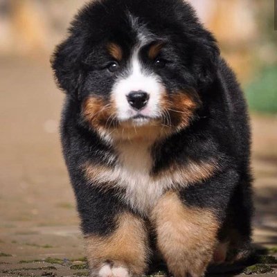 sadge boi with sadge pfp