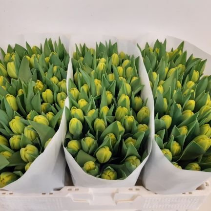 Tulpenbroeier en pioenenteler uit Bovenkarspel  Global Gap gecertificeerd  - West Friesland.