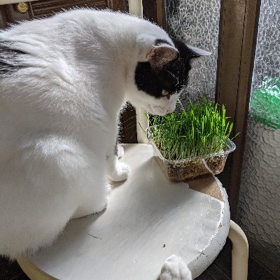 tomcat_758's profile picture. ウルトラスペシウム光線