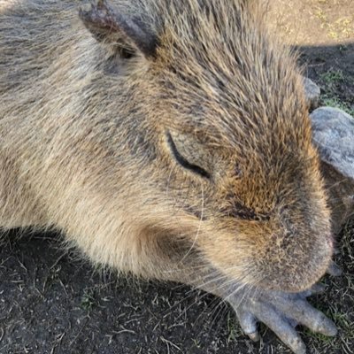 ゆるい健康オタクで美味しいのん大好き。カピバラとウォンバットLOVE🥰元気で可愛く、豊かで健やかな80代を目指しております♪世の中で1番忌み嫌うのは順番抜かしです。そこんとこよろしく！