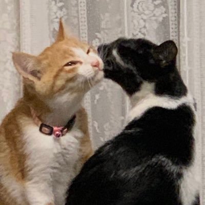 Qchan369's profile picture. 猫 ❤️安全地帯 ❤️武沢 侑昂❤️ワタユタケ ❤️槇原敬之 ❤️慢性腎不全を闘い抜いた17才のおじいちゃんにゃんこの 愛しい みるく は、2019年 12月2日虹の橋へと🌈旅立ちました。 縁あって兄弟猫 おれお&たふぃーを里子に迎えました。#刺し子#初心者