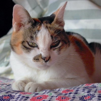 miyateken's profile picture. ササニシキ偏愛 宮城石巻から東北の農山漁村を旅する売文＆撮影稼業。都市に暮らす人たちとのつながりも視野に収めつつ、食住と農漁畜林の周辺を徘徊する。