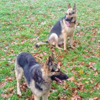 2GSD'S(@2gsddogs) 's Twitter Profile Photo