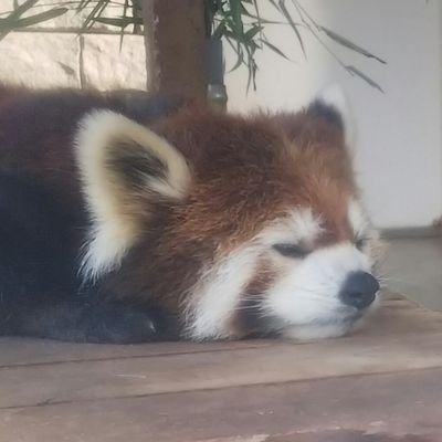 kirarira6's profile picture. キララ・ライラ・コキン・円実 そして アラタ＆ミライが大好き💖

Twitterの使い方わからず😱
だからフォローだけになるかも😅