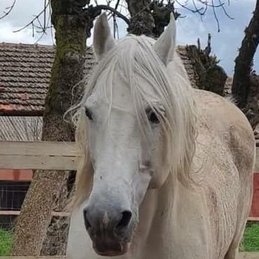 TouabetDjemai's profile picture. I adore and raise Barbarian horses