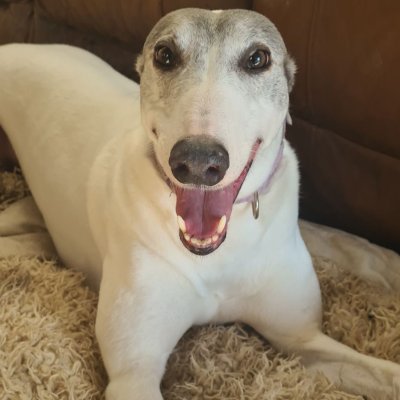 A small Greyhound Charity with a BIG heart | On a mission to find beautiful hounds a home to call their own | Please contact to enquire further!