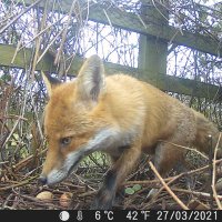 Manchester Wildlife Camera(@Foxxwatch) 's Twitter Profile Photo