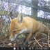 Manchester Wildlife Camera (@Foxxwatch) Twitter profile photo