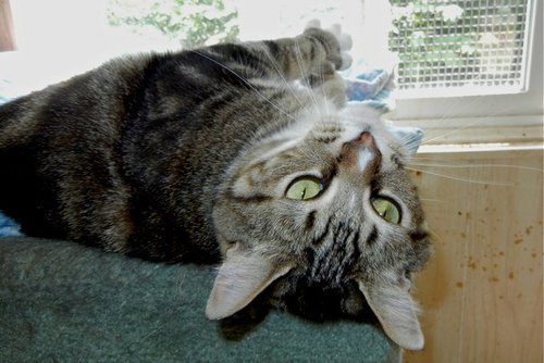 DebbieWolanski's profile picture. Mom, Granny and cat lover....