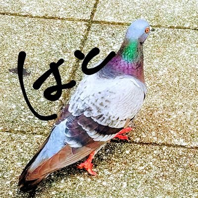浮き沈みの激しい社会人してます🕊
お仕事しつつ推し事だけしていたい。(アーチャーと清光と迅さんと中也とミナトさんと煉獄さんとキバナさんと五条先生狂いだけど基本箱推し傾向)FGO、とうらぶ、ついすて、グラブル走ってます。型月とufo関係に弱いです