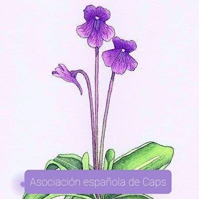 Asociación Española de Caps, asociación sin ánimo de lucro