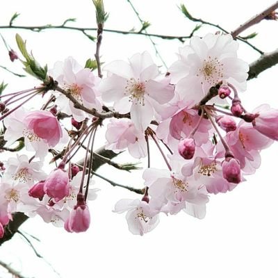 emidevelops's profile picture. Freelance web developer with a passion for fashion... mixed with some good deeds! love audrey, sofia and lauryn.  Retweets & follows are not approvals!